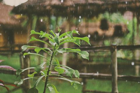 雨に濡れる木の葉